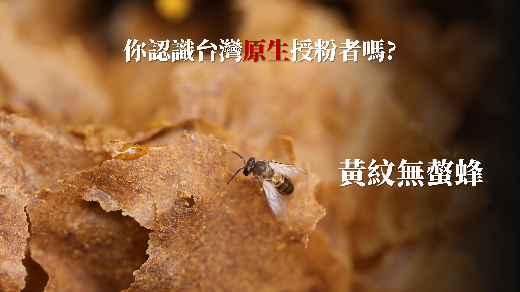 無螫蜂生態導覽